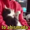 Melhores memes 11