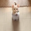 Meoww 6