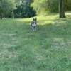 🐕 PUSHKIN TIK TOK 🐾 15