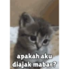 Random cute cat💕 14