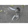 Memes Gorillas 🦍 8