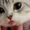 Animados para tu chat 2 19