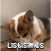 Peyitos Animados🐶💫 5