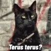 Animasi kucing 17