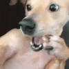 Funny Animated Memes 13