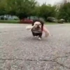 Peyitos Animados🐶💫 9