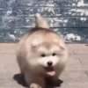 Funny Animals 13