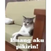 Animasi kucing 25
