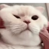 Meoww 9