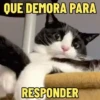 GATOS SENDO GATOS 😸 5