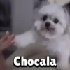 Chocala