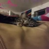 Gatitos 13