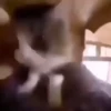 Beijo de gato 13
