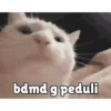 Random cute cat💕 9