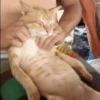 🐾❤️Gatitos para ti😻😽 15