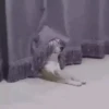 Random Mov 2 16