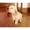 🌈Cute Animals🌸✨ 8