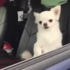 FUNNY ANIMALS 15