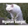 Animasi kucing 30