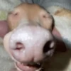 ACORDA PEDRINHO 7
