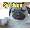 Reações e memes 🌟 15