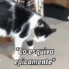 Animados GG 5