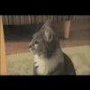 Gatitos 6