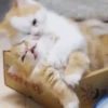 🐾❤️Gatitos para ti😻😽 7