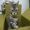 Gatitos 11