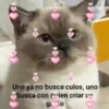💕😻Gatitos De Amor😻💕 10