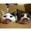 FUNNY ANIMALS 10