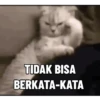 Kucing Gemoy 11
