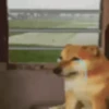 Funny Animated 10