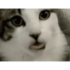 Animasi kucing 21