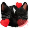 Kucing Gemoy <3 14
