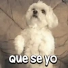 Peyitos Animados🐶💫 13