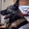 Cachorrinhos fofos 11