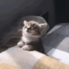 Meoww 11