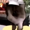 Beijo de gato 20