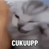 Kucing Gemoy 7