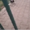 😎 TIK TOK VIRALES🔝😜 7