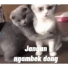 Animasi kucing 16