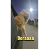 Scobar 2.0 12