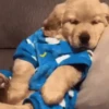 ACORDA PEDRINHO 10