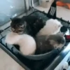 Gatitos Virales 😾 15
