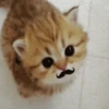 🌈Cute Animals🌸✨ 7