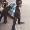 Macacos animados 6