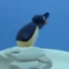 Pingu&patrick 29