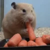 Funny Animals 9