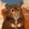 Animales Funny🌈⭐ 5